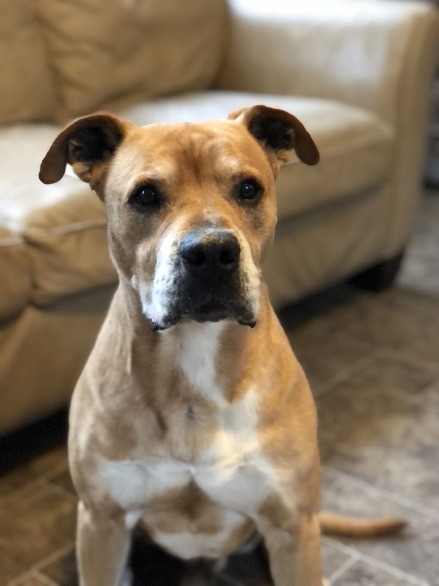 TITUS - Pit Bull Terrier available for adoption