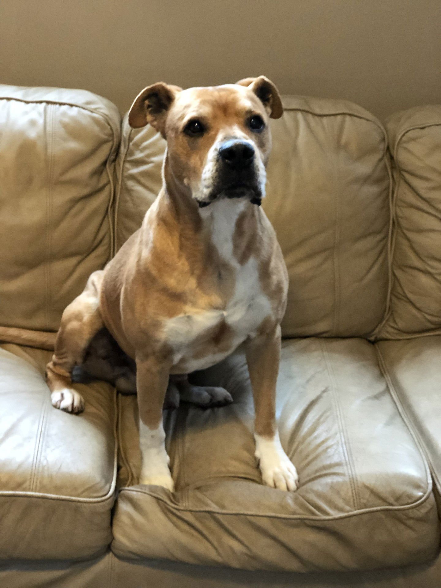 TITUS - Pit Bull Terrier available for adoption