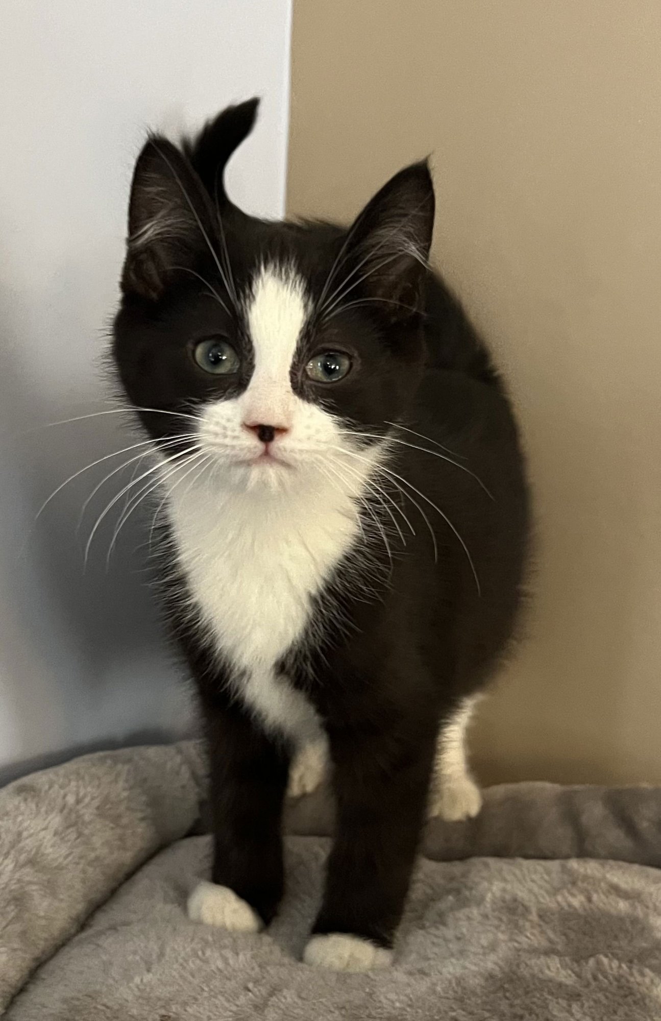 MOON - Domestic Short Hair available for adoption