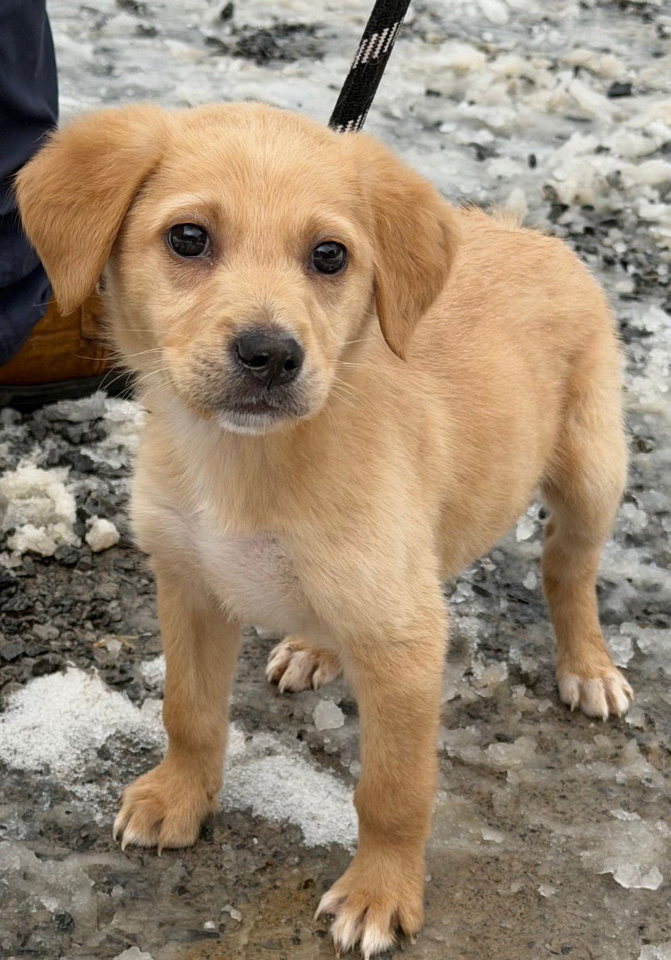 CANNOLI - Labrador Retriever / Poodle (Standard) available for adoption
