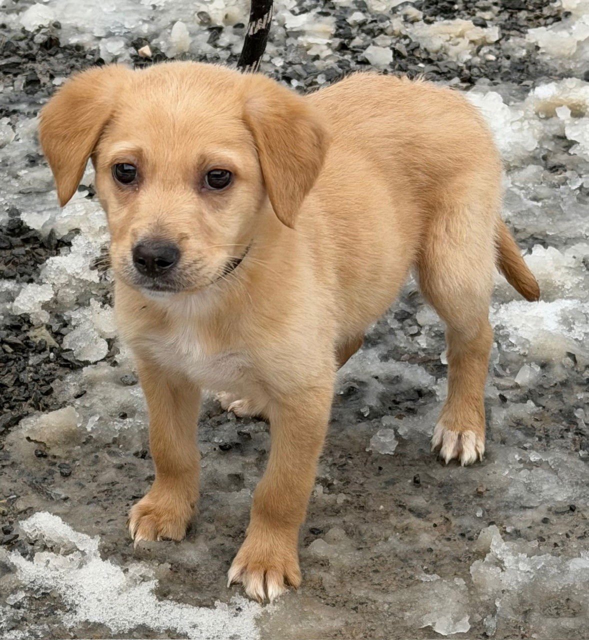 CANNOLI - Labrador Retriever / Poodle (Standard) available for adoption