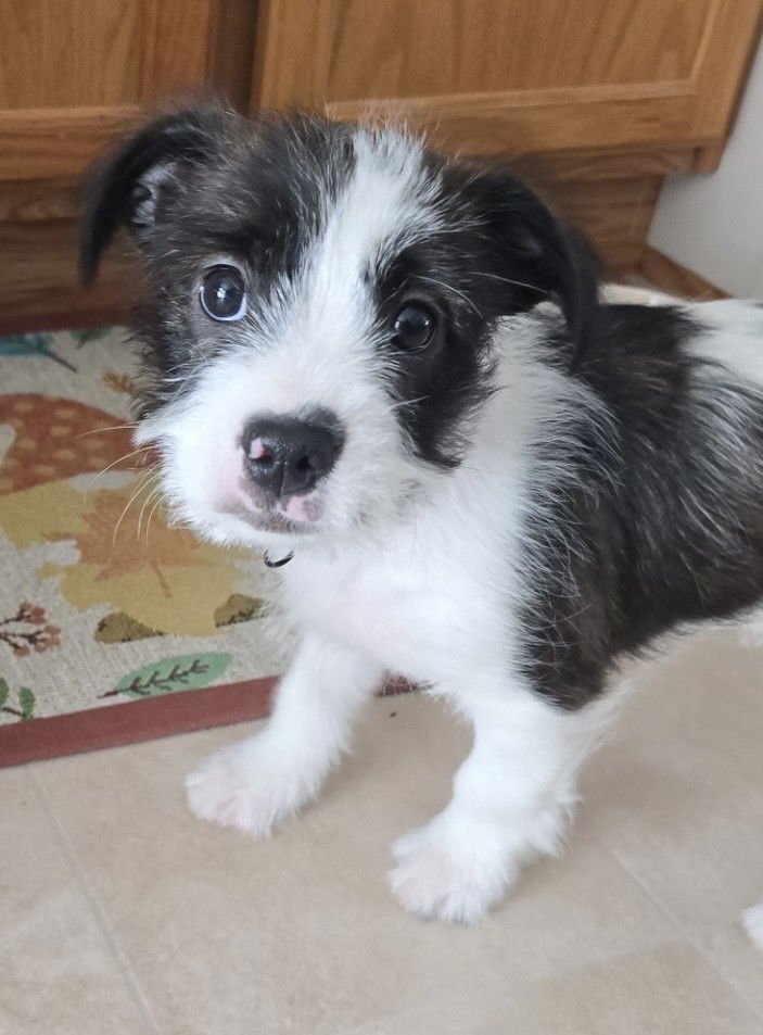 SPOOKLY - French Bulldog / Yorkshire Terrier Yorkie available for adoption