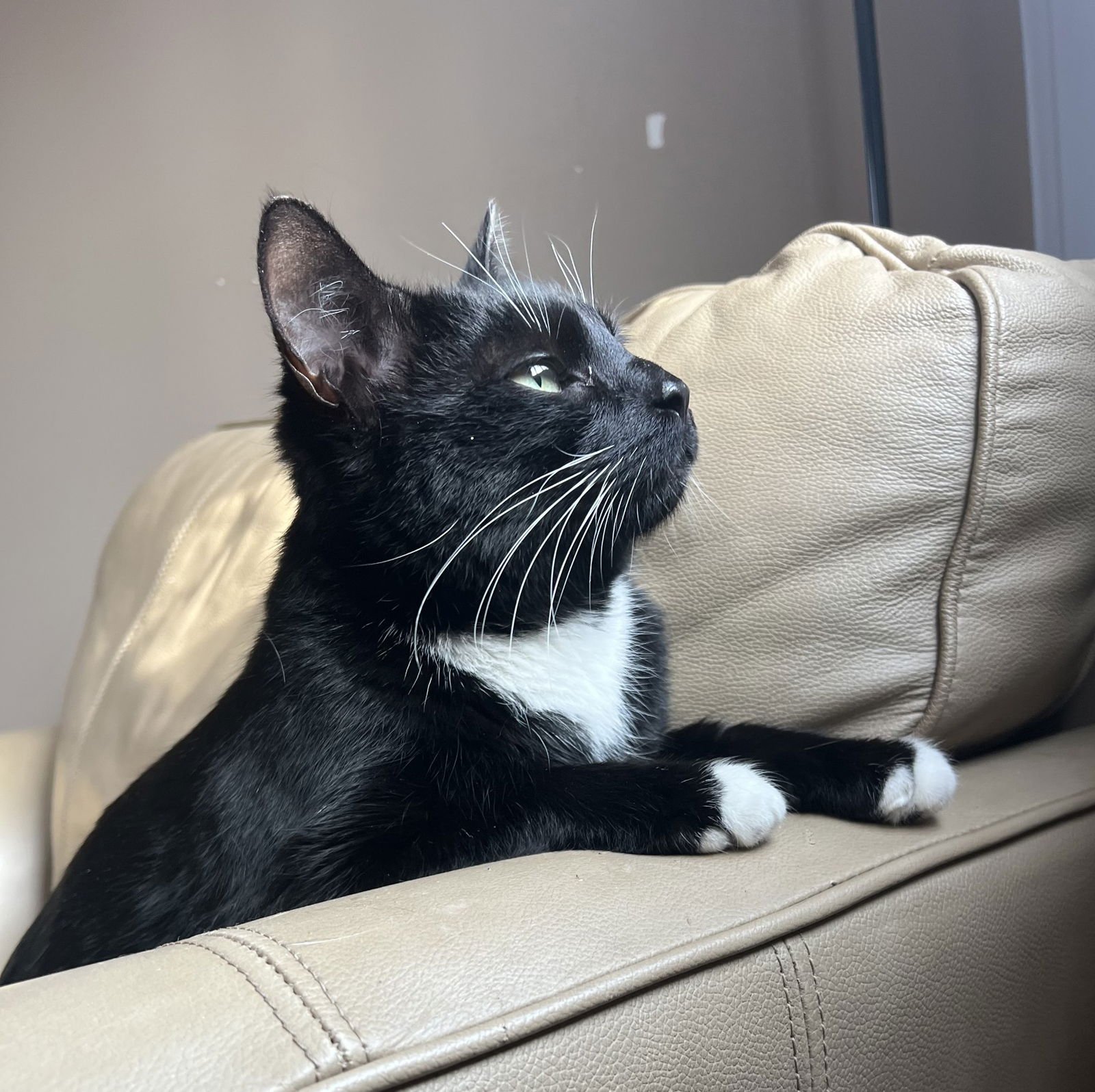 BRODY - Domestic Short Hair available for adoption