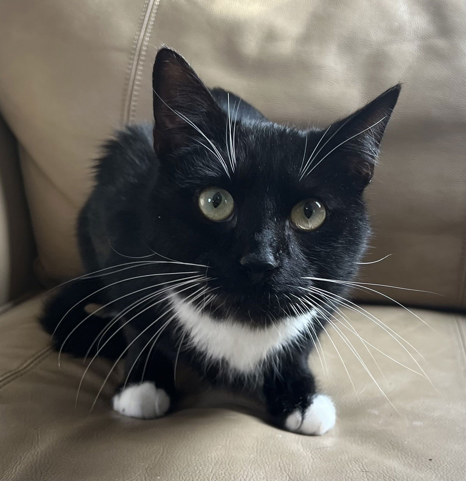 BRODY - Domestic Short Hair available for adoption