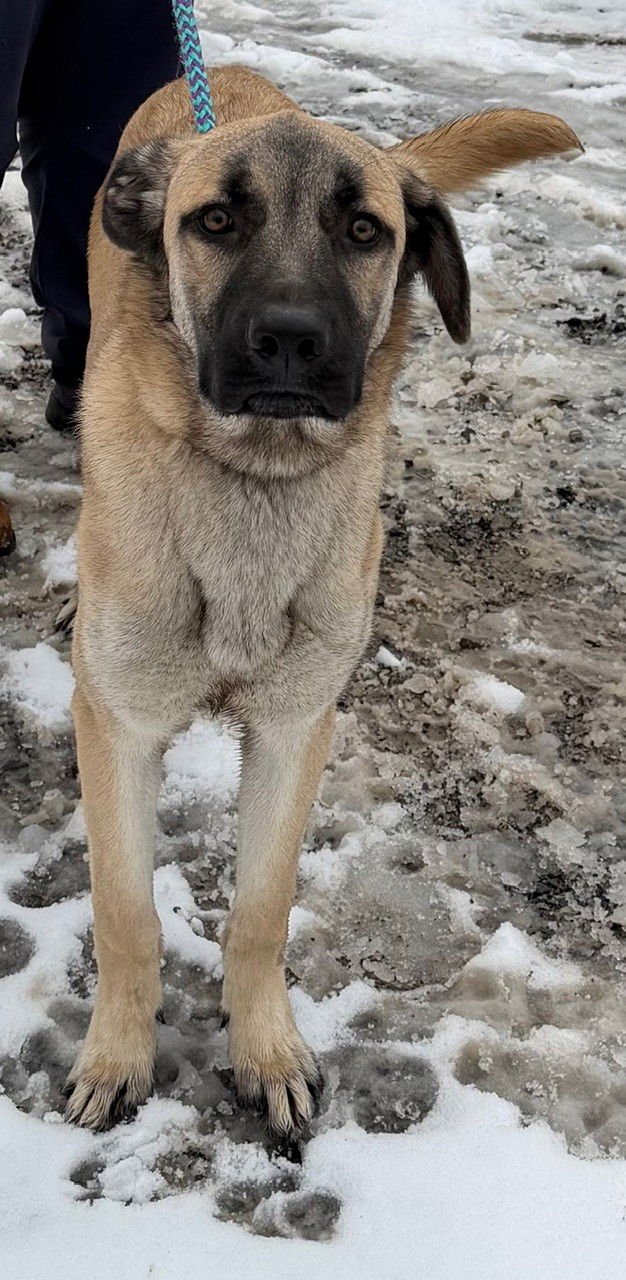 QUESO - German Shepherd Dog available for adoption