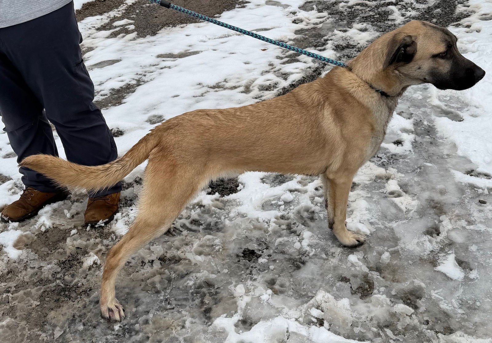 QUESO - German Shepherd Dog available for adoption