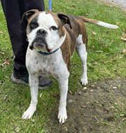 DIXIE - Boxer available for adoption