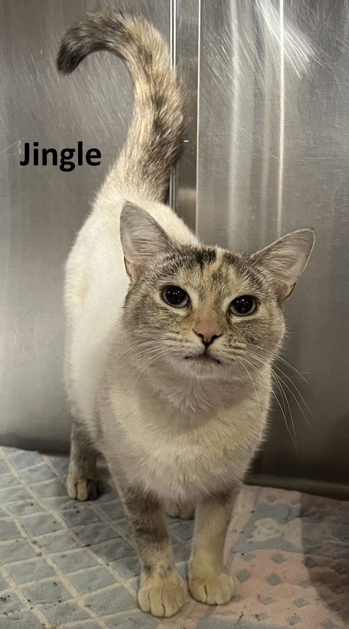 JINGLE - Siamese available for adoption