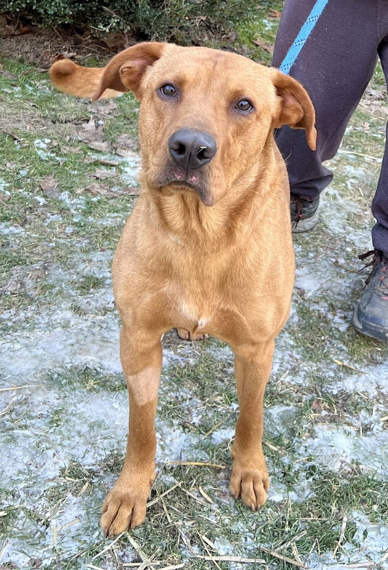 OZZY - Retriever available for adoption