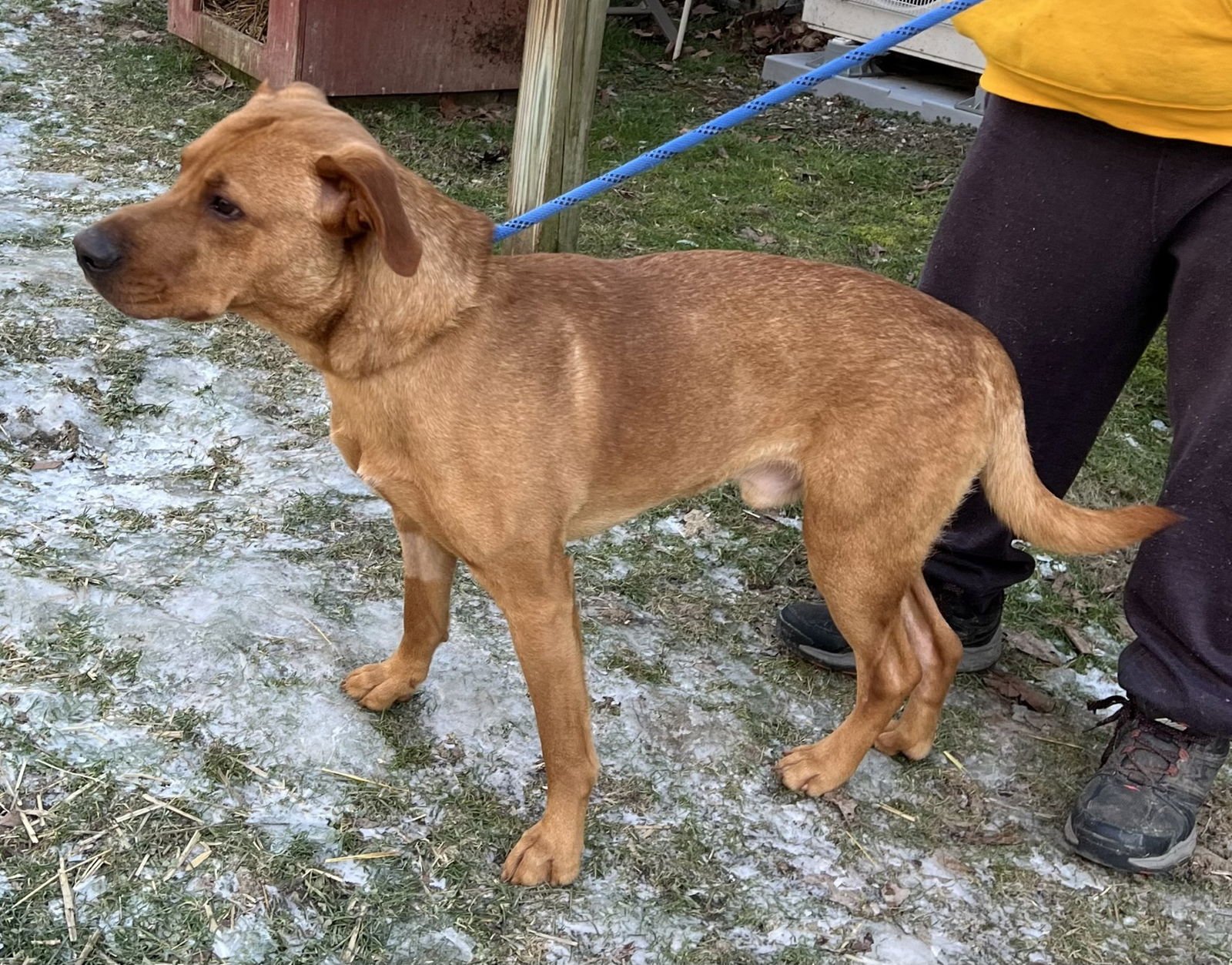 OZZY - Retriever available for adoption