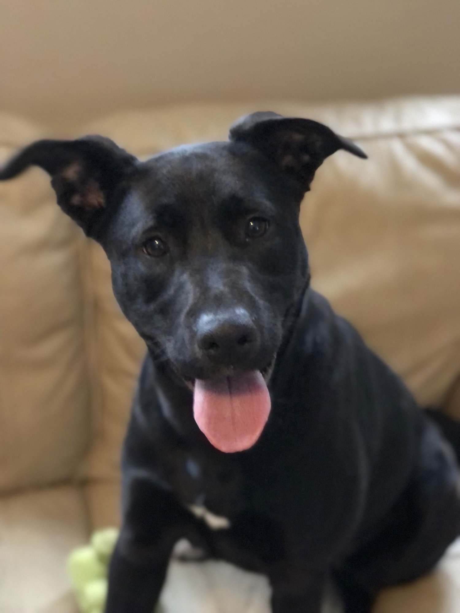 MCKENNA - German Shepherd Dog available for adoption