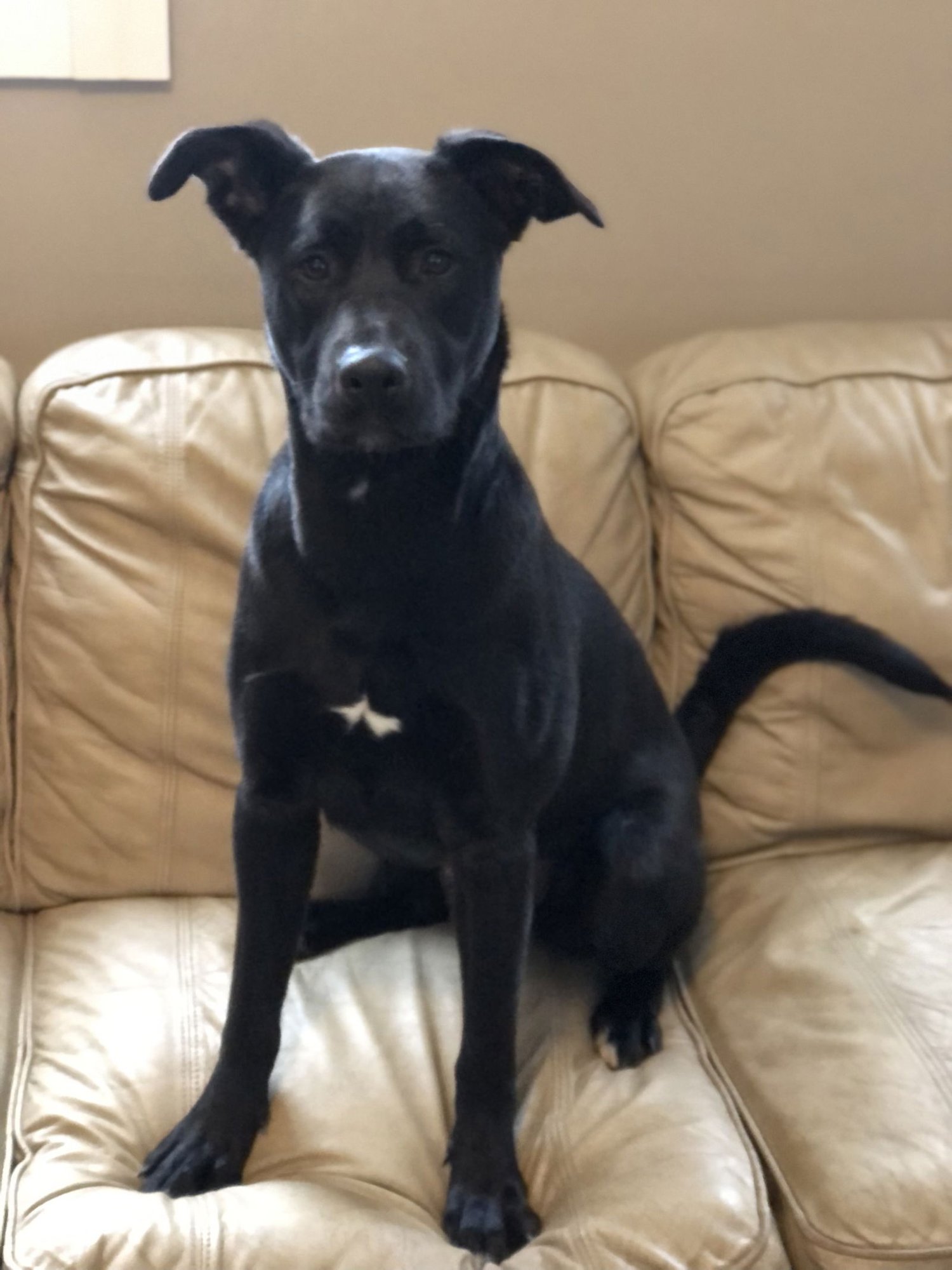 MCKENNA - German Shepherd Dog available for adoption