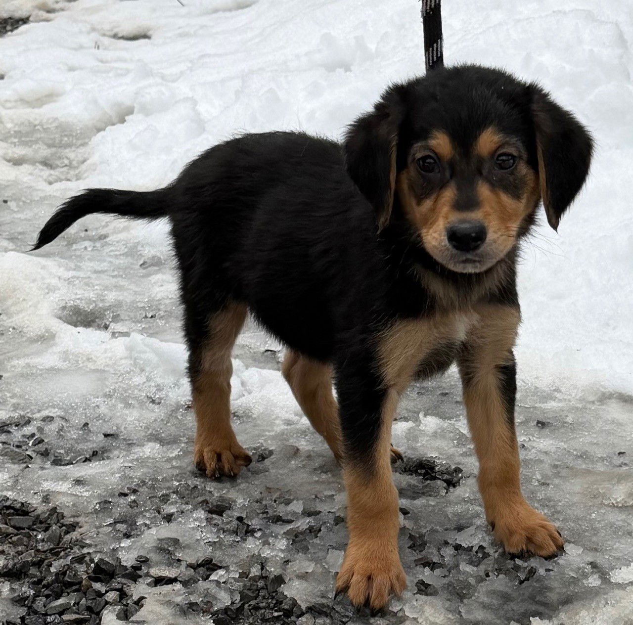 SYRUP - Labrador Retriever / Poodle (Standard) available for adoption
