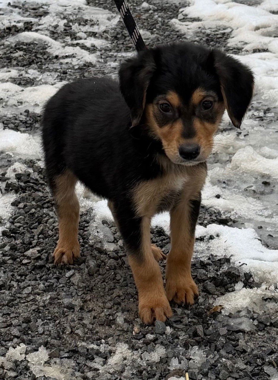 SYRUP - Labrador Retriever / Poodle (Standard) available for adoption