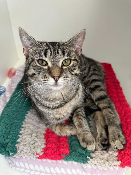 ILA - Domestic Short Hair available for adoption