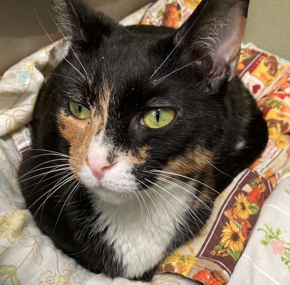 ISOLDE (BONDED TO TRISTAN) - Domestic Short Hair / Calico available for adoption