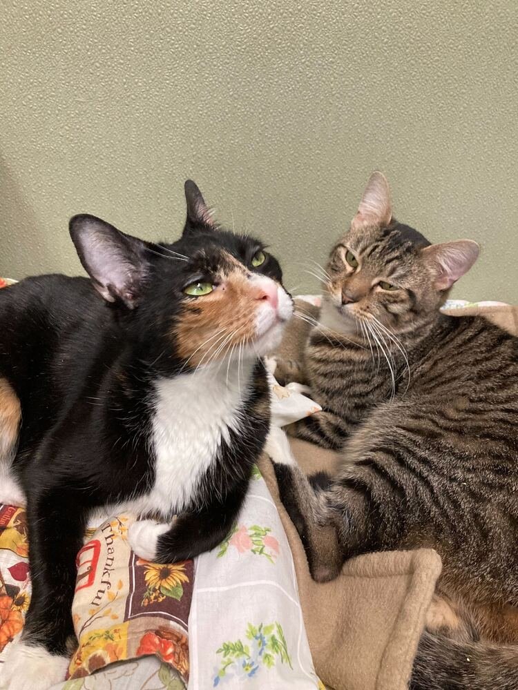 ISOLDE (BONDED TO TRISTAN) - Domestic Short Hair / Calico available for adoption