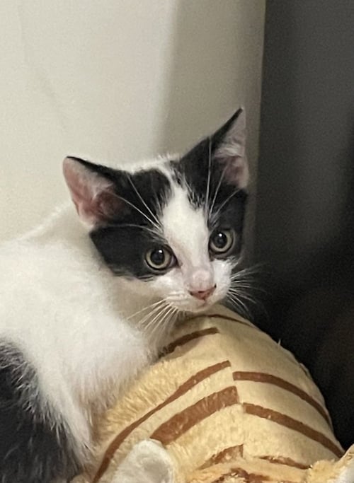 MOO MOO - Domestic Short Hair for adoption in Edison