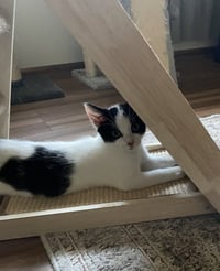 Moo Moo - Photo 2
