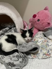 Moo Moo - Photo 3