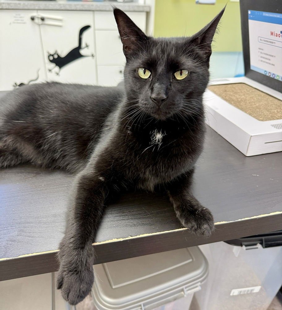 TILLY - Domestic Short Hair available for adoption