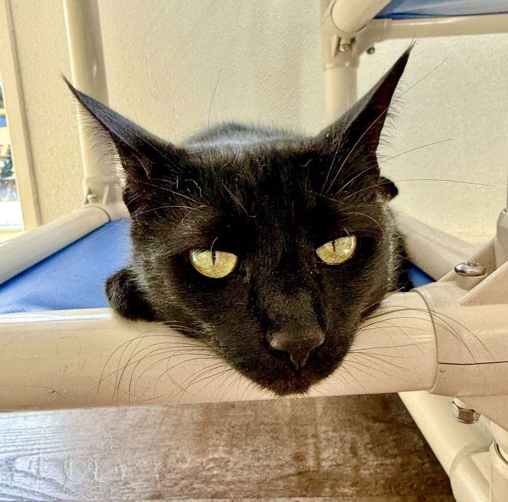 TILLY - Domestic Short Hair available for adoption