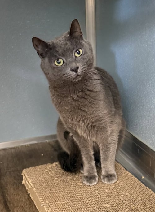 KEEPER - Domestic Short Hair for adoption in Edison