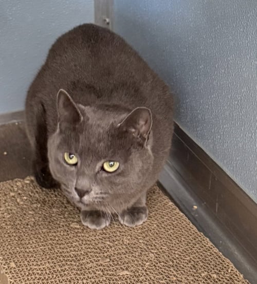 KEEPER - Domestic Short Hair available for adoption