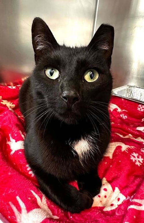 SLINKY - Domestic Short Hair for adoption in Edison
