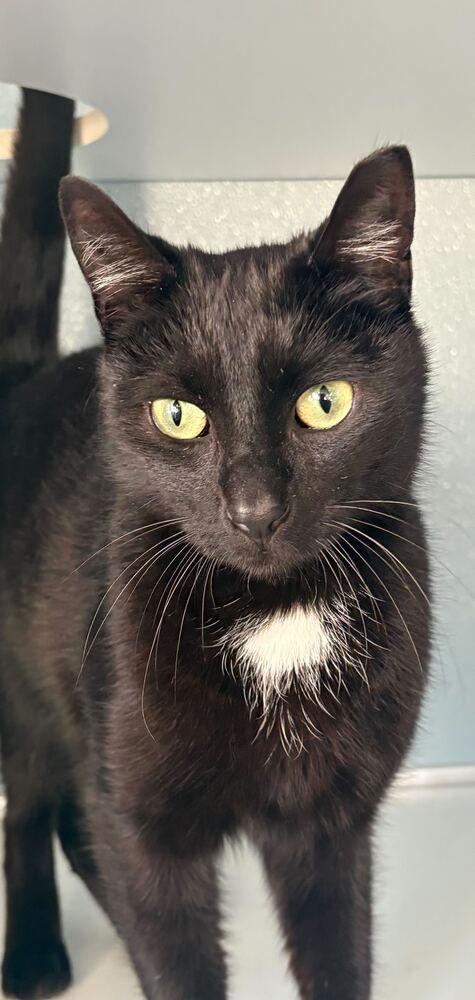 SLINKY - Domestic Short Hair available for adoption