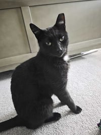 Slinky - Photo 4