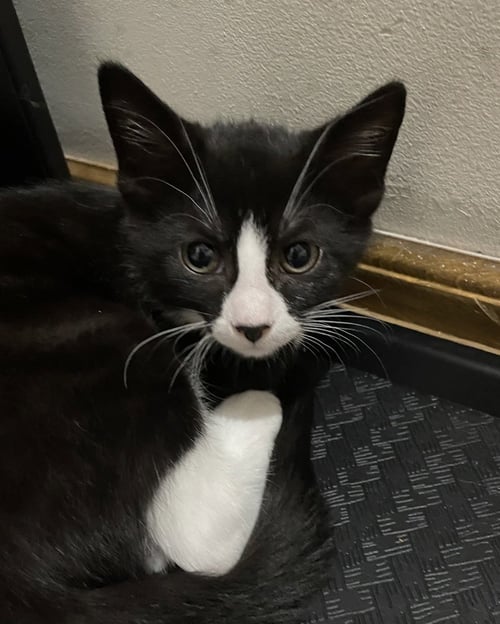 COCO