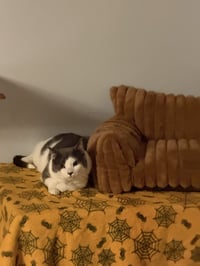 Gilbert - Photo 3