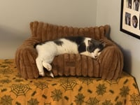Gilbert - Photo 2