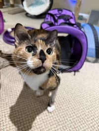 Pennie - Photo 2