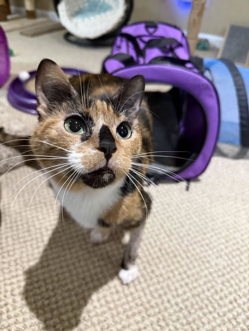 PENNIE - Domestic Short Hair / Calico available for adoption