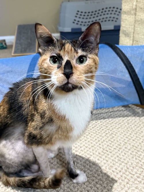 PENNIE - Domestic Short Hair / Calico for adoption in Edison