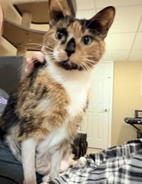 Pennie - Photo 4