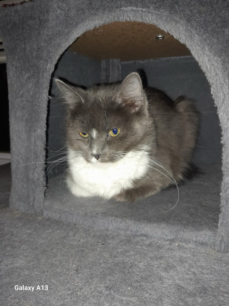 NOVA - Domestic Long Hair available for adoption