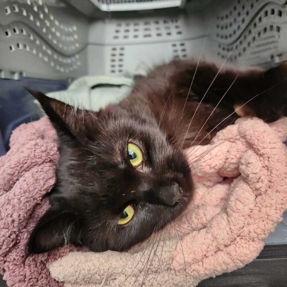 SCARLETT - Domestic Long Hair available for adoption