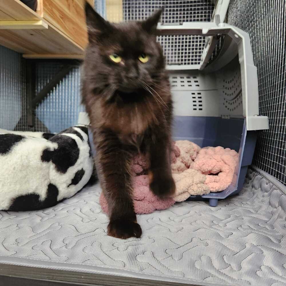 SCARLETT - Domestic Long Hair available for adoption