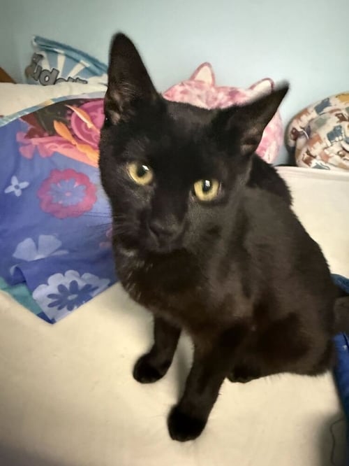 KEVIN - Domestic Short Hair for adoption in Edison