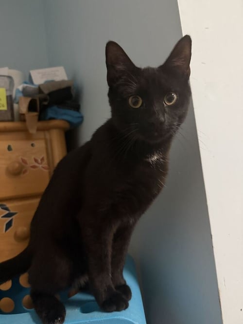 KEVIN - Domestic Short Hair available for adoption