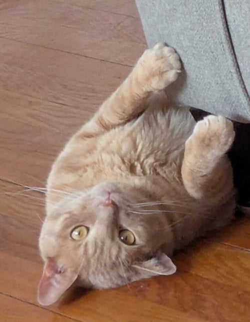 EMILIO