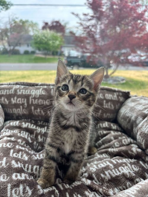 GLOSS - Domestic Short Hair for adoption in Edison