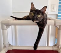 Juno - Photo 2