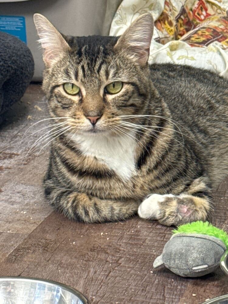 TRISTAN (BONDED TO ISOLDE) - Domestic Short Hair available for adoption