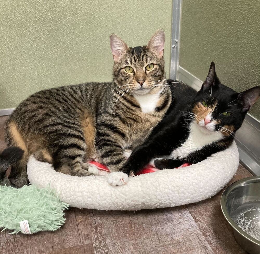 TRISTAN (BONDED TO ISOLDE) - Domestic Short Hair available for adoption