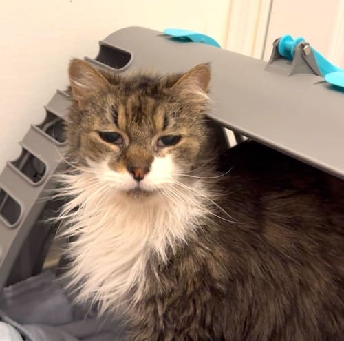 CASEY - Domestic Long Hair available for adoption