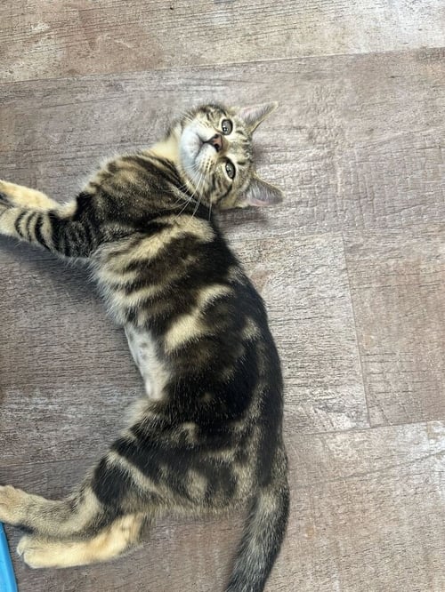 BLUSH - Domestic Short Hair available for adoption